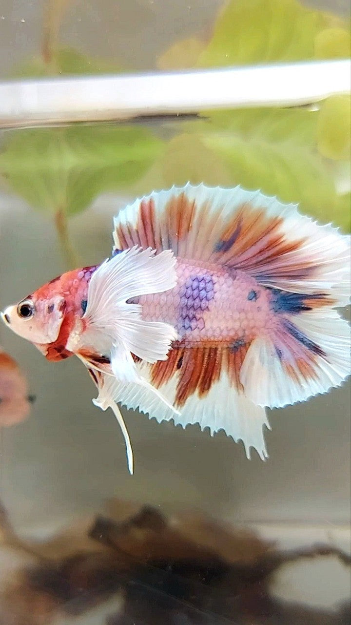 PLAKAT DUMBO EAR DOUBLE TAIL ORANGE PURPLE CANDY MULTICOLOR BETTA FISH