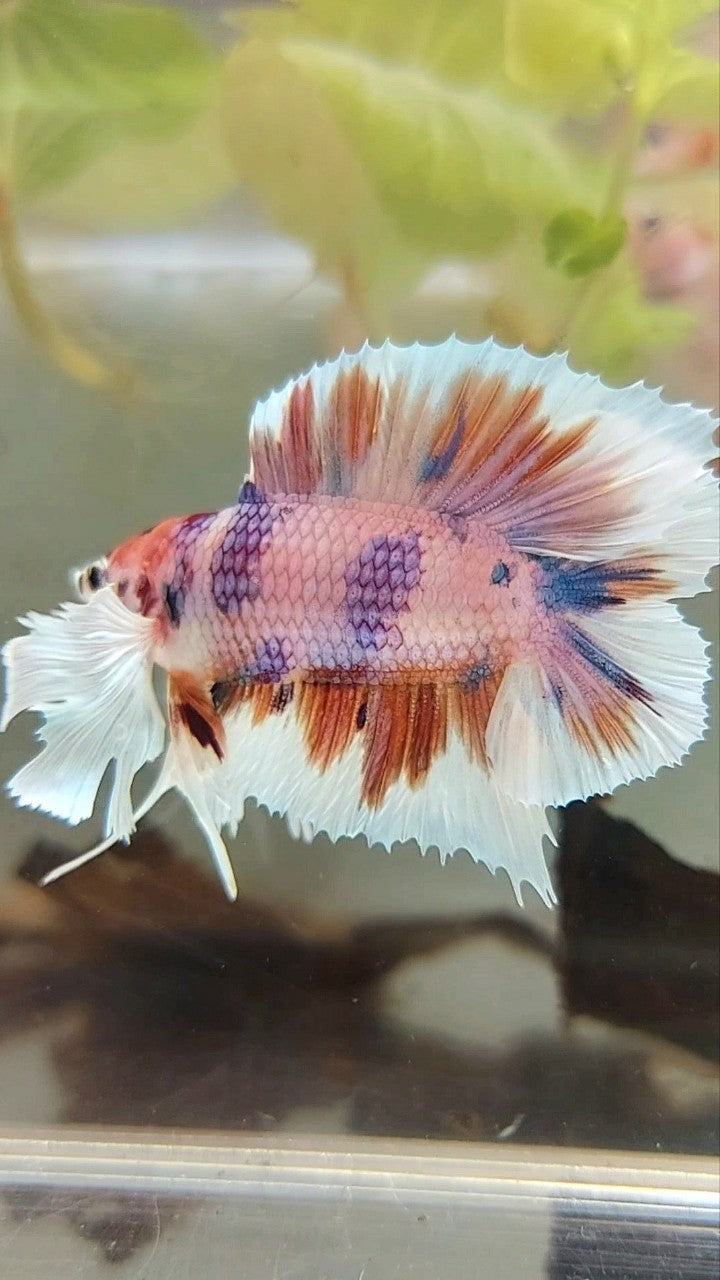 PLAKAT DUMBO EAR DOUBLE TAIL ORANGE PURPLE CANDY MULTICOLOR BETTA FISH