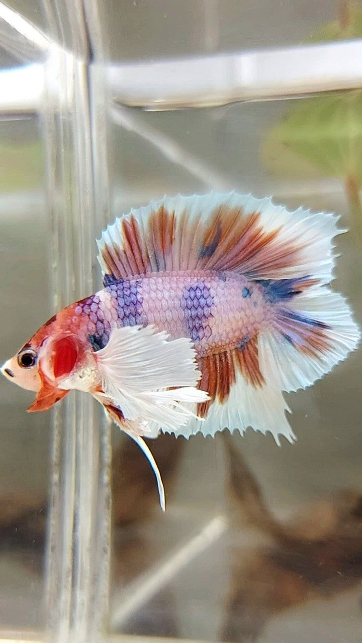 PLAKAT DUMBO EAR DOUBLE TAIL ORANGE PURPLE CANDY MULTICOLOR BETTA FISH