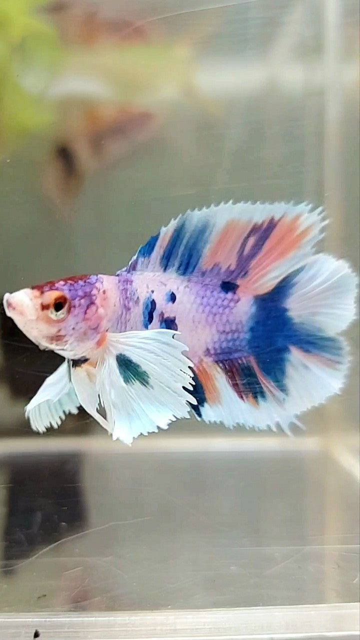 PLAKAT DUMBO EAR DOUBLE TAIL LILA BLAU CANDY MULTICOLOR BETTA FISH