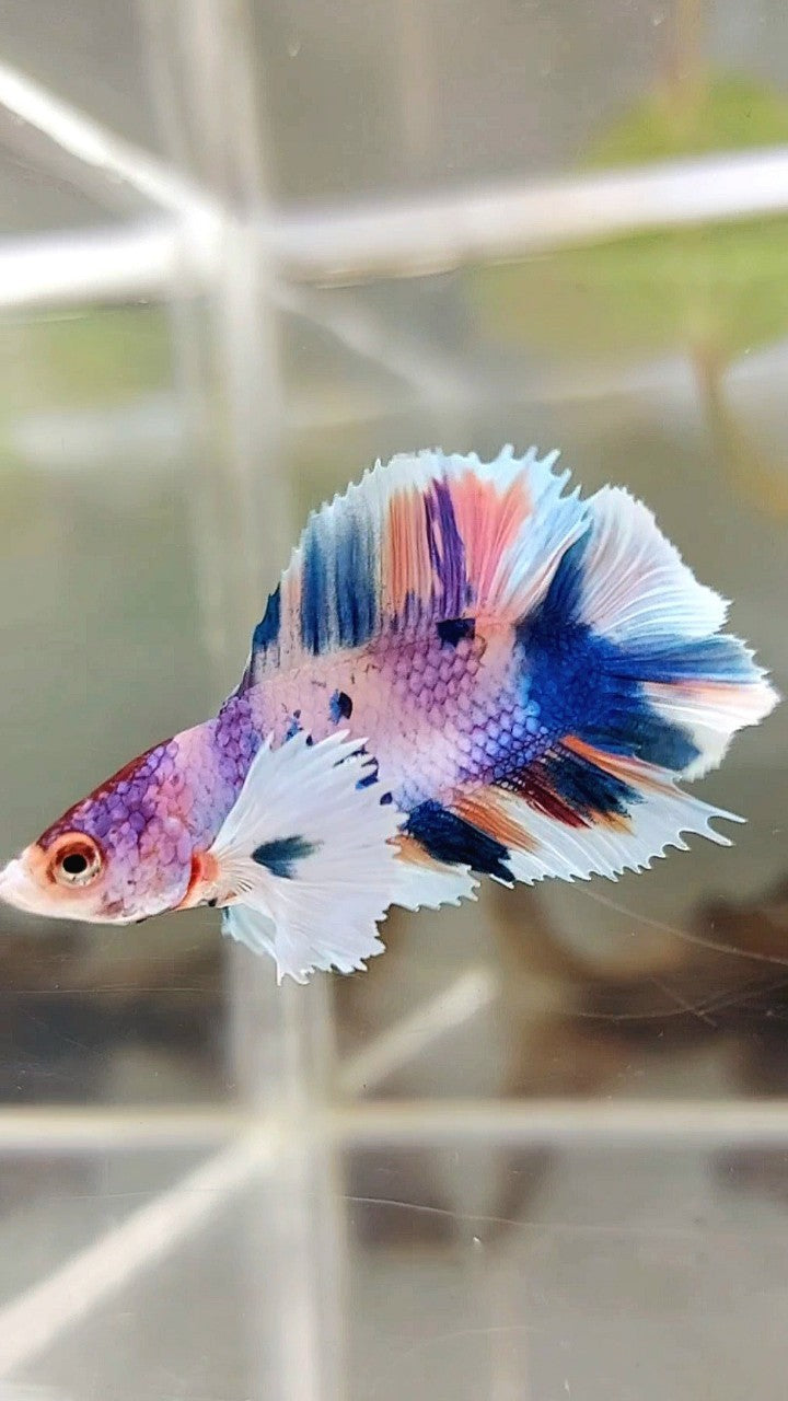 PLAKAT DUMBO EAR DOUBLE TAIL LILA BLAU CANDY MULTICOLOR BETTA FISH