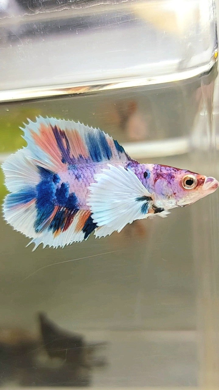 PLAKAT DUMBO EAR DOUBLE TAIL PURPLE BLUE CANDY MULTICOLOR BETTA FISH