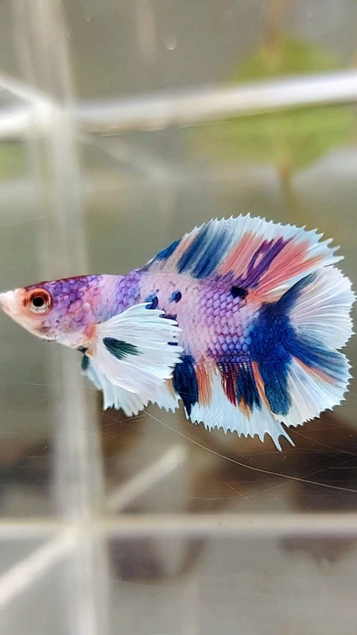 PLAKAT DUMBO EAR DOUBLE TAIL LILA BLAU CANDY MULTICOLOR BETTA FISH