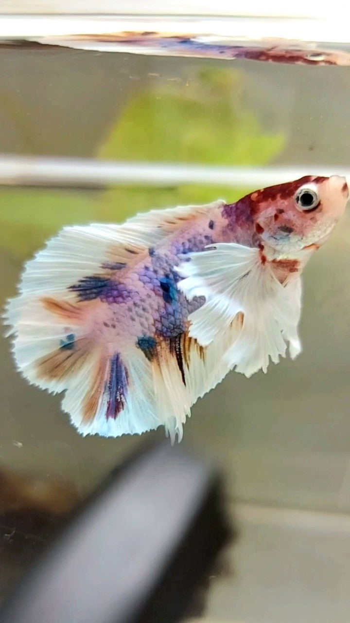 PLAKAT DUMBO EAR DOUBLE TAIL PURPLE CANDY MULTICOLOR BETTA FISH