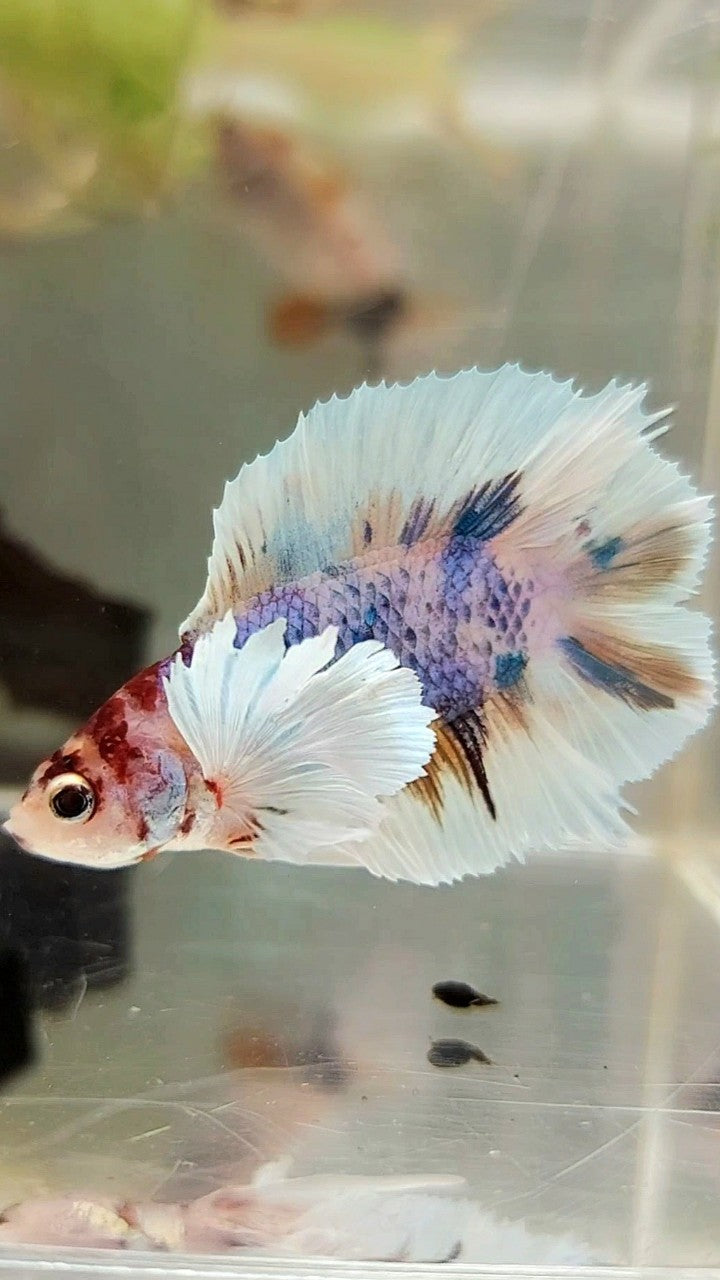 PLAKAT DUMBO EAR DOUBLE TAIL PURPLE CANDY MULTICOLOR BETTA FISH