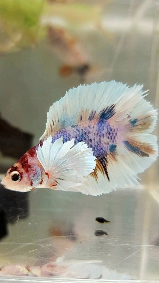 PLAKAT DUMBO EAR DOUBLE TAIL PURPLE CANDY MULTICOLOR BETTA FISH