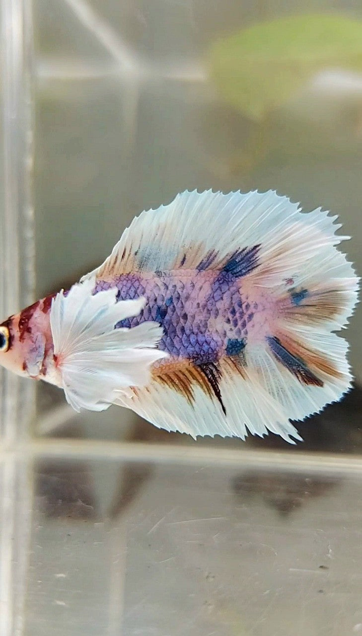 PLAKAT DUMBO EAR DOUBLE TAIL PURPLE CANDY MULTICOLOR BETTA FISH