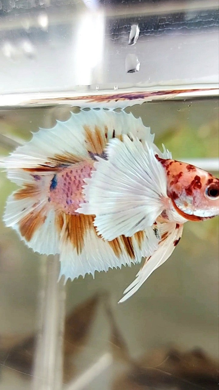 PLAKAT SUPER DUMBO EAR DOUBLE TAIL ORANGE PURPLE CANDY MULTICOLOR BETTA FISH