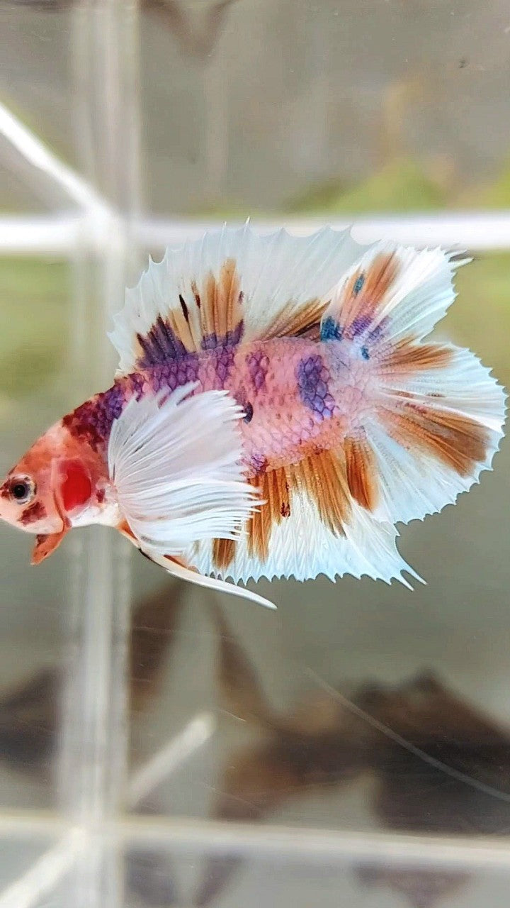 PLAKAT SUPER DUMBO EAR DOUBLE TAIL ORANGE PURPLE CANDY MULTICOLOR BETTA FISH