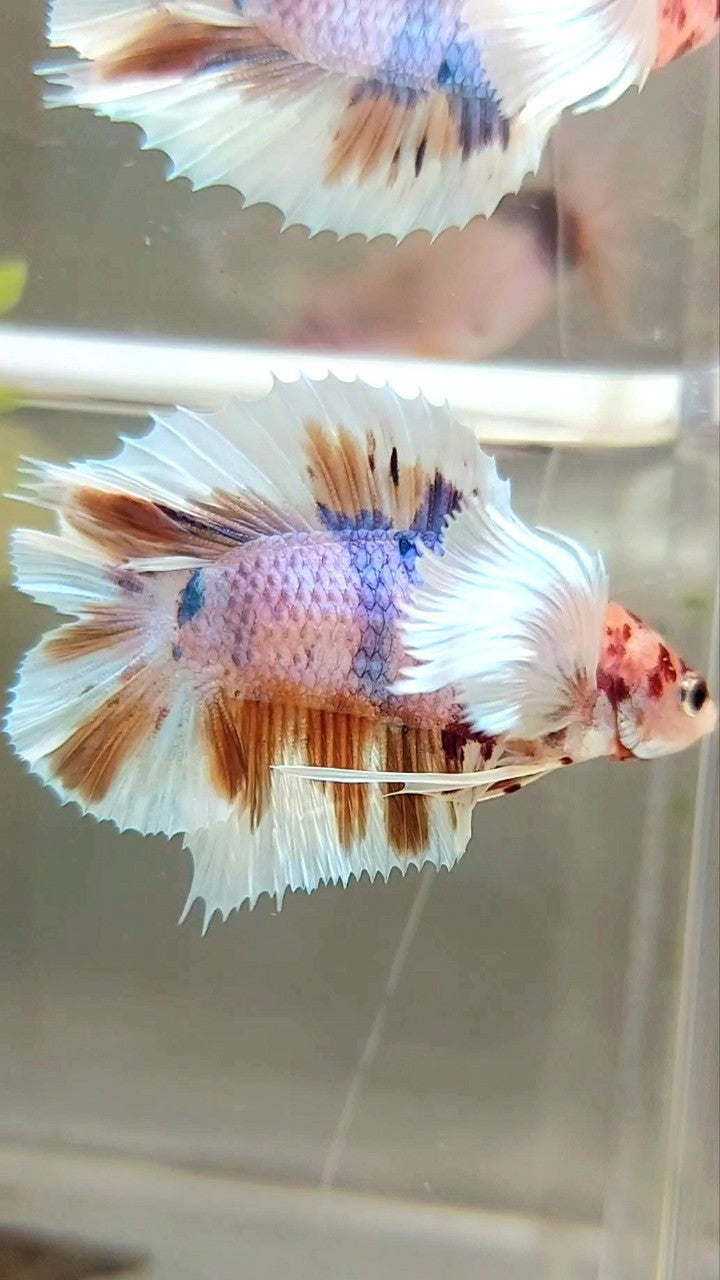 PLAKAT SUPER DUMBO EAR DOUBLE TAIL ORANGE PURPLE CANDY MULTICOLOR BETTA FISH