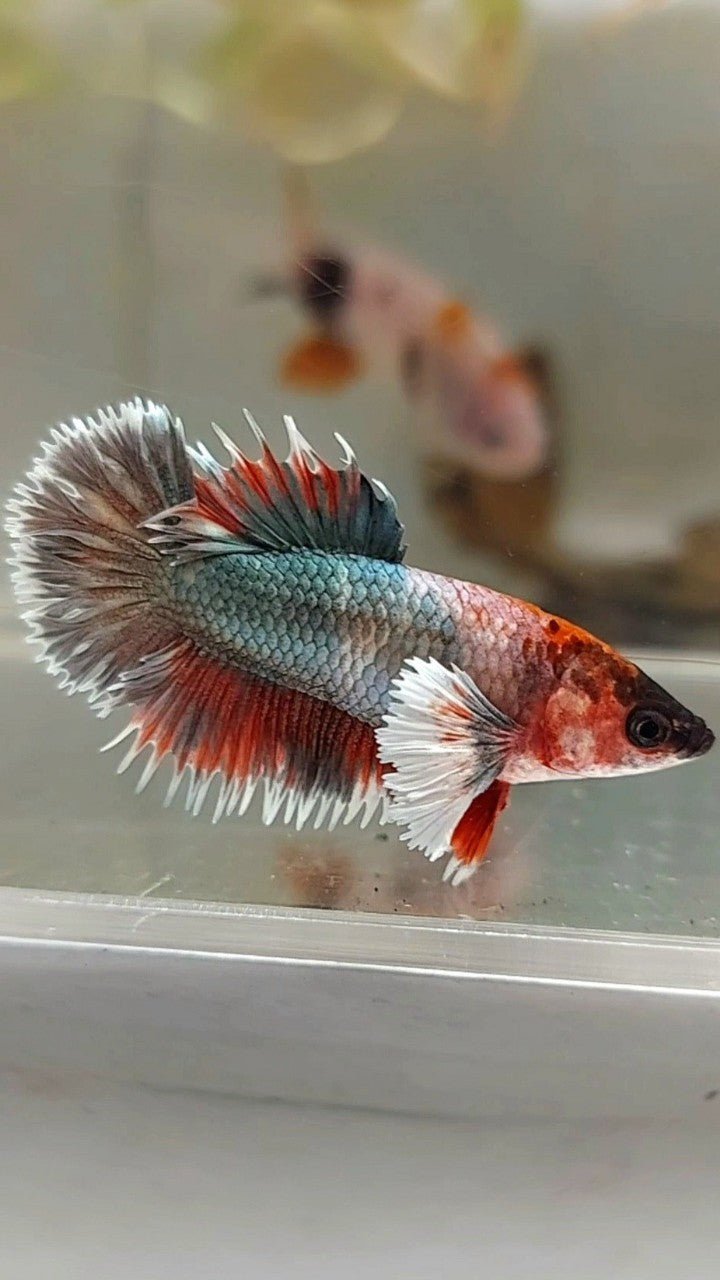 Copper best sale female betta