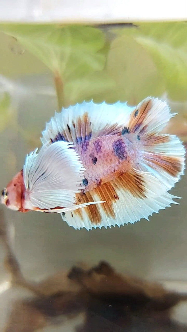 PLAKAT SUPER DUMBO EAR DOUBLE TAIL ORANGE PURPLE CANDY MULTICOLOR BETTA FISH