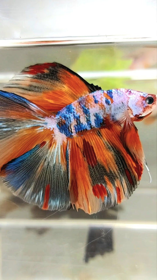 XL HALFMOON DOUBLE TAIL ORANGE RAINBOW GALAXY MULTICOLOR BETTA FISH