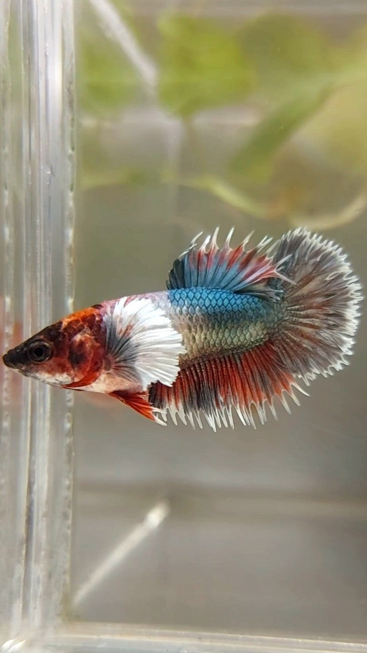 FEMALE CROWNTAIL DUMBO EAR COPPER FANCY RED BETTA FISH