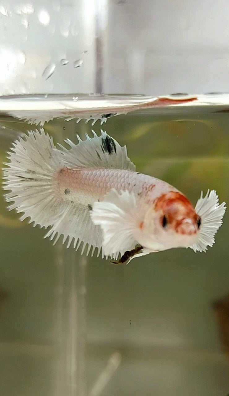 FEMALE CROWNTAIL DUMBO EAR WHITE COPPER BETTA FISH