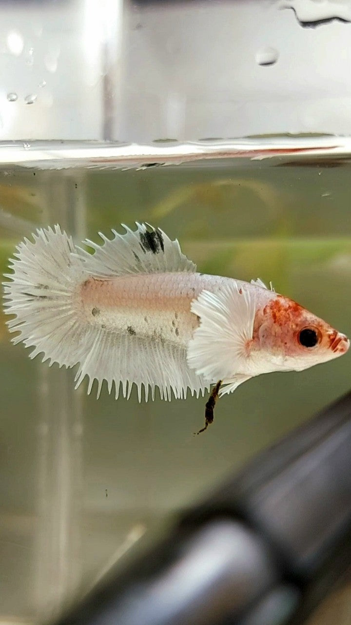 FEMALE CROWNTAIL DUMBO EAR WHITE COPPER BETTA FISH