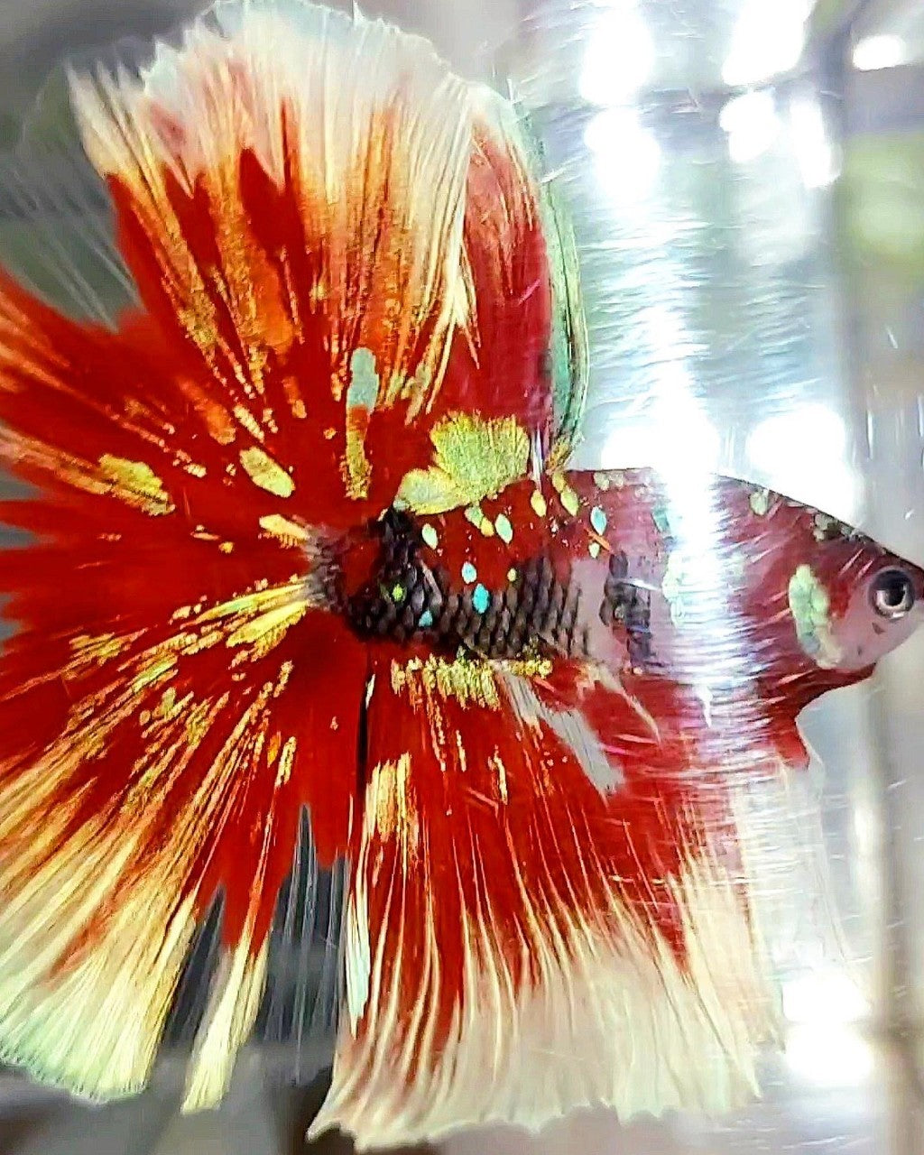 XL HALFMOON OVERTAIL ROSETAIL RED GUARDIAN GALAXY BARONGSAI BETTA FISH ...
