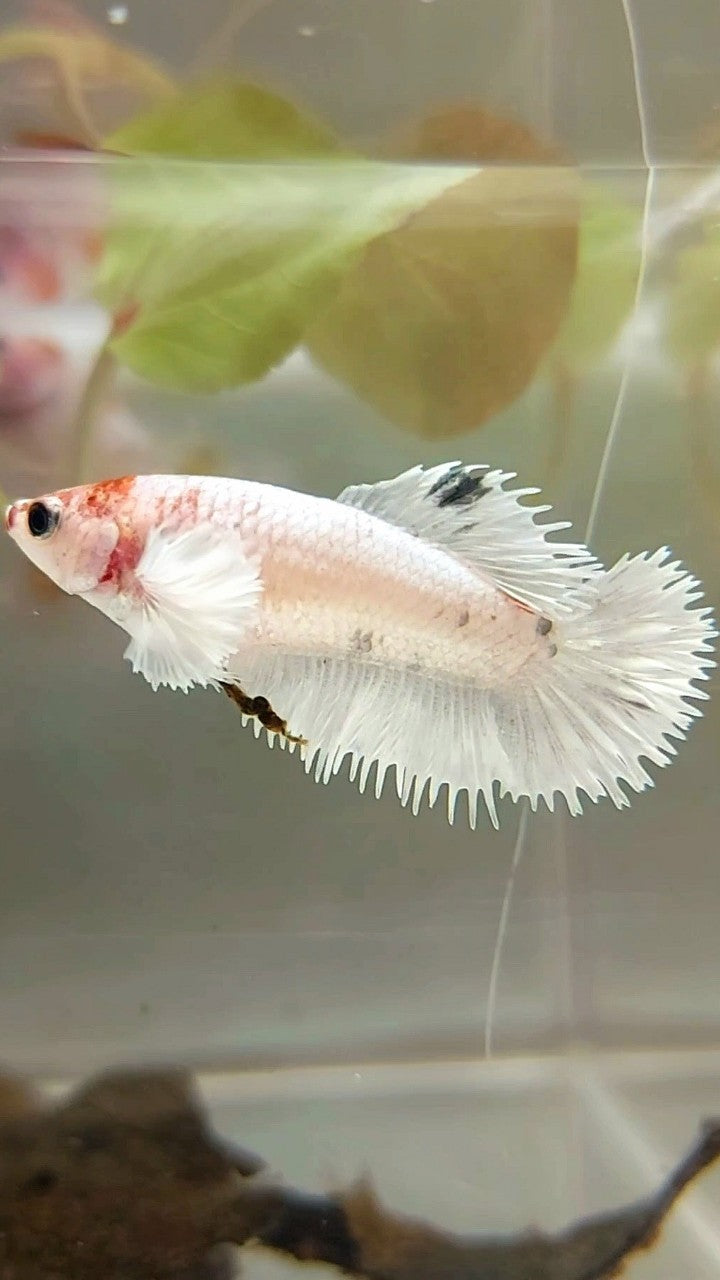 FEMALE CROWNTAIL DUMBO EAR WHITE COPPER BETTA FISH