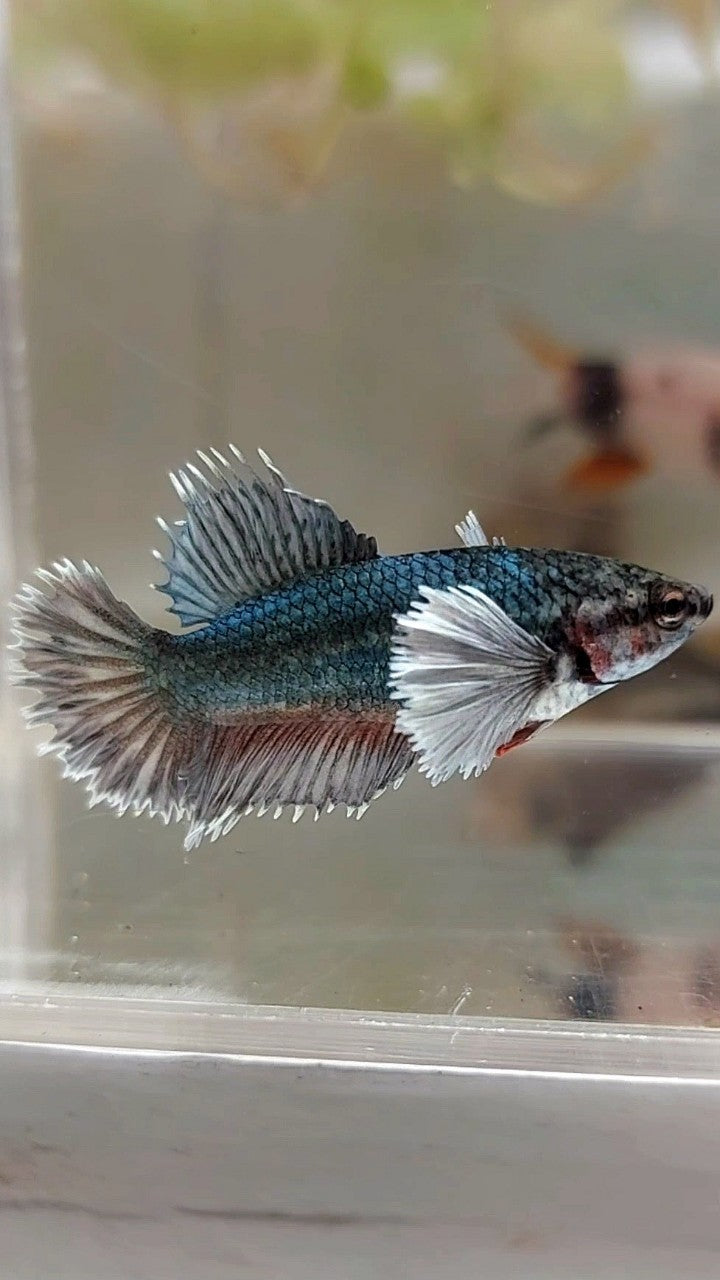 FEMALE CROWNTAIL HALFMOON DUMBO EAR COPPER ARMY BETTA FISH