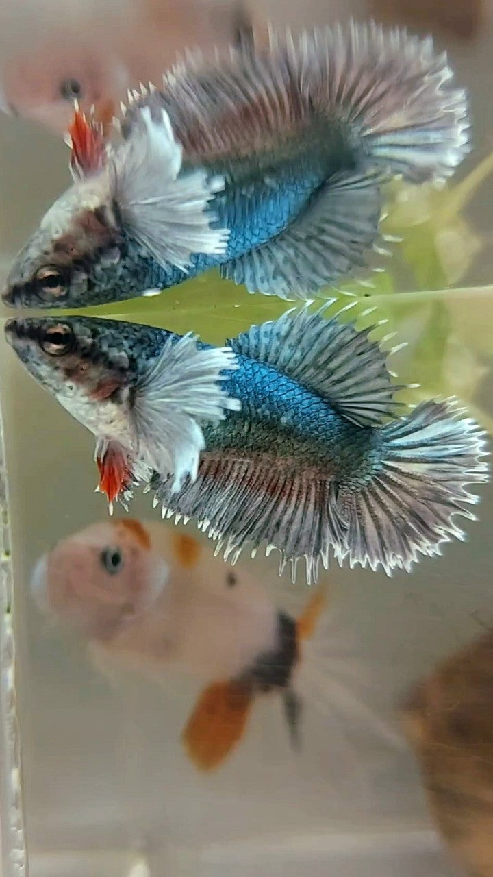 FEMALE CROWNTAIL HALFMOON DUMBO EAR COPPER ARMY BETTA FISH