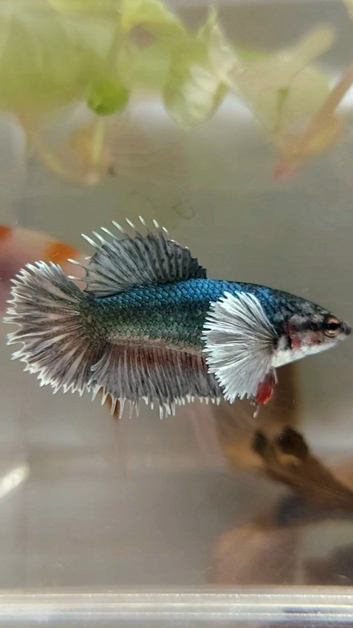 FEMALE CROWNTAIL HALFMOON DUMBO EAR COPPER ARMY BETTA FISH