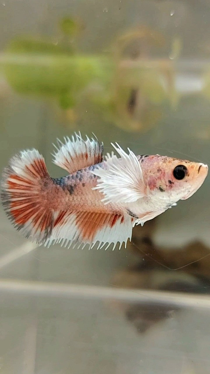 FEMALE CROWNTAIL WHITE COPPER MULTICOLOR BETTA FISH