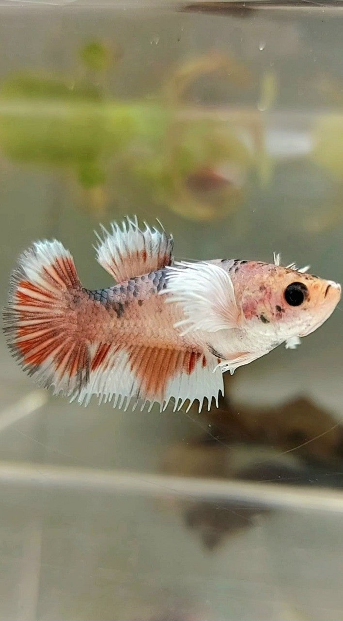 FEMALE CROWNTAIL WHITE COPPER MULTICOLOR BETTA FISH