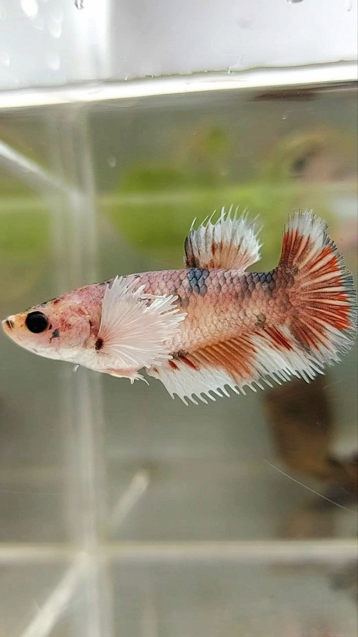 FEMALE CROWNTAIL WHITE COPPER MULTICOLOR BETTA FISH