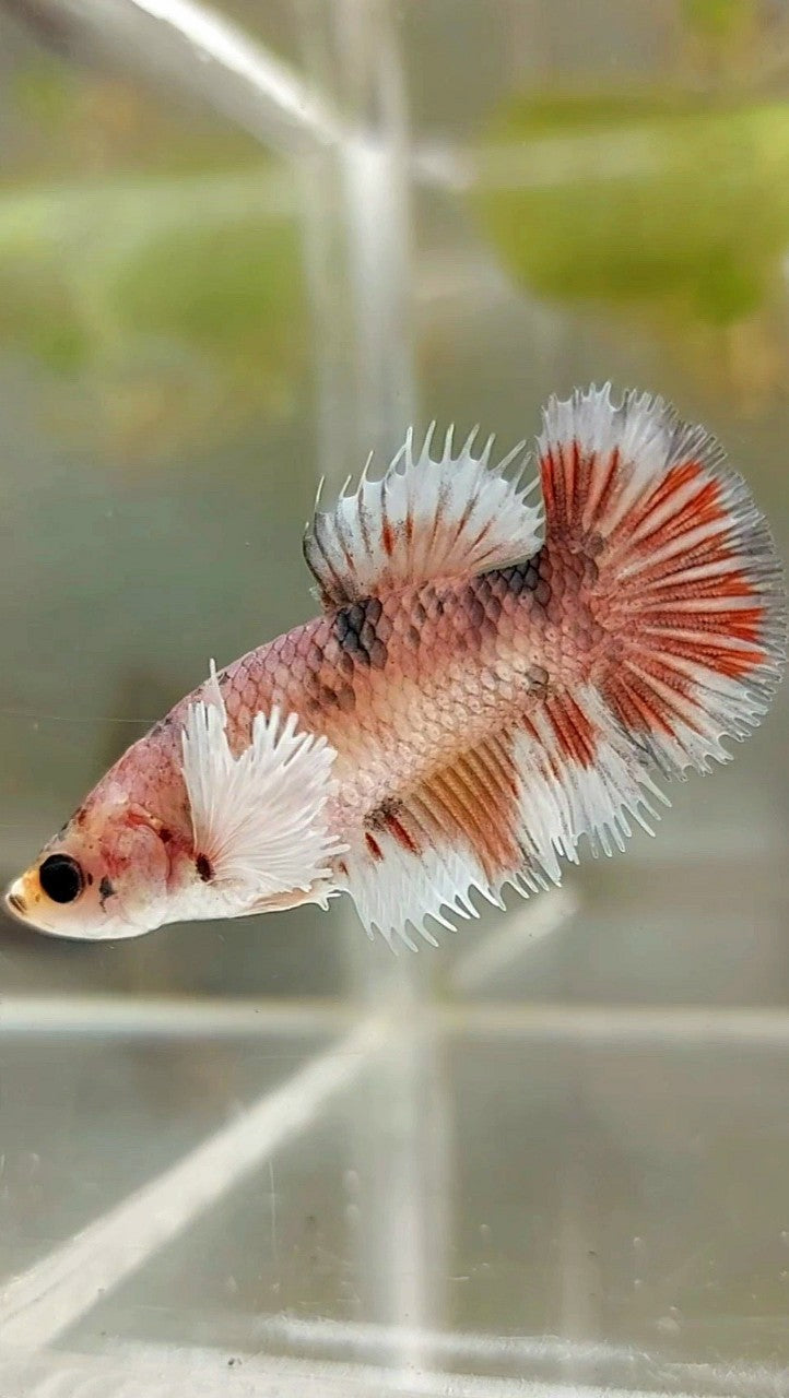 FEMALE CROWNTAIL WHITE COPPER MULTICOLOR BETTA FISH