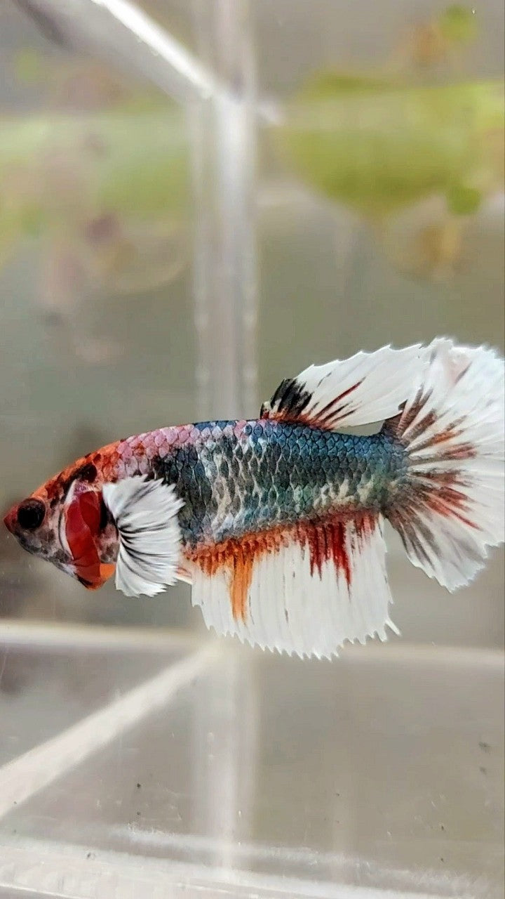 WEIBLICHER HALBMOND-DUMBO-OHR-KUPFER-MEHRFARBIGER BETTA-FISCH