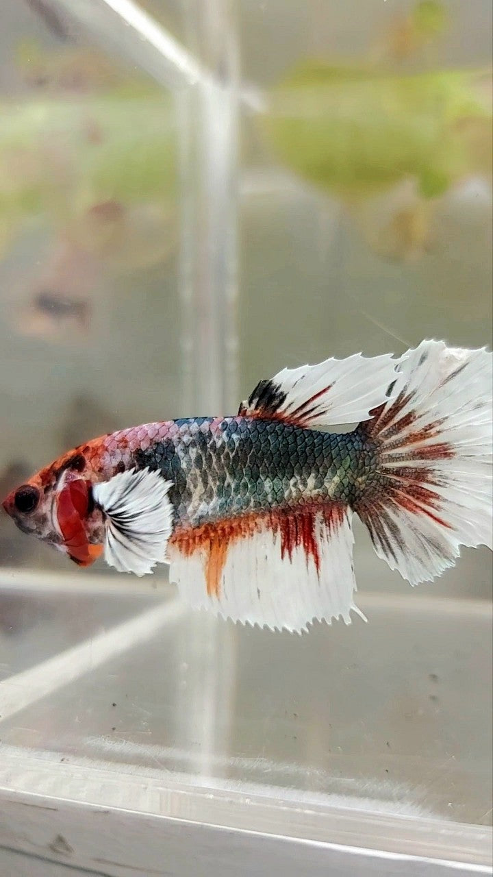 WEIBLICHER HALBMOND-DUMBO-OHR-KUPFER-MEHRFARBIGER BETTA-FISCH