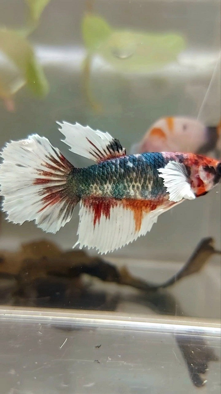 WEIBLICHER HALBMOND-DUMBO-OHR-KUPFER-MEHRFARBIGER BETTA-FISCH