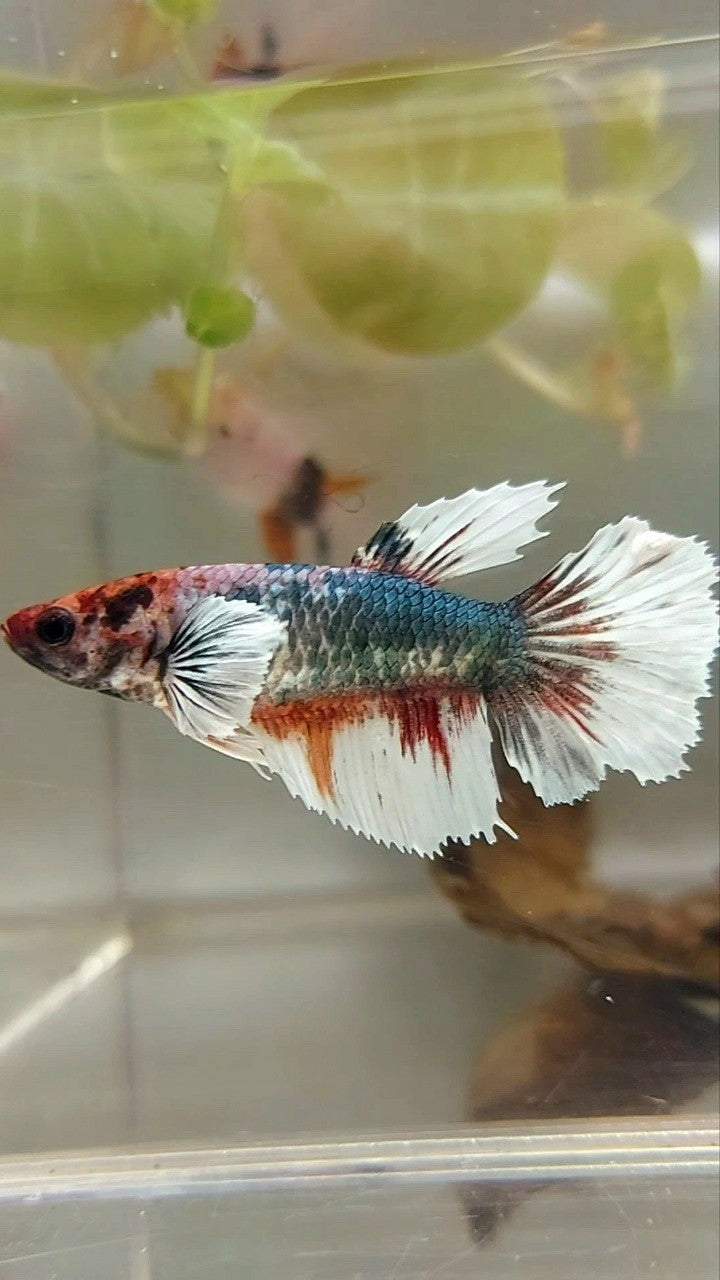 WEIBLICHER HALBMOND-DUMBO-OHR-KUPFER-MEHRFARBIGER BETTA-FISCH