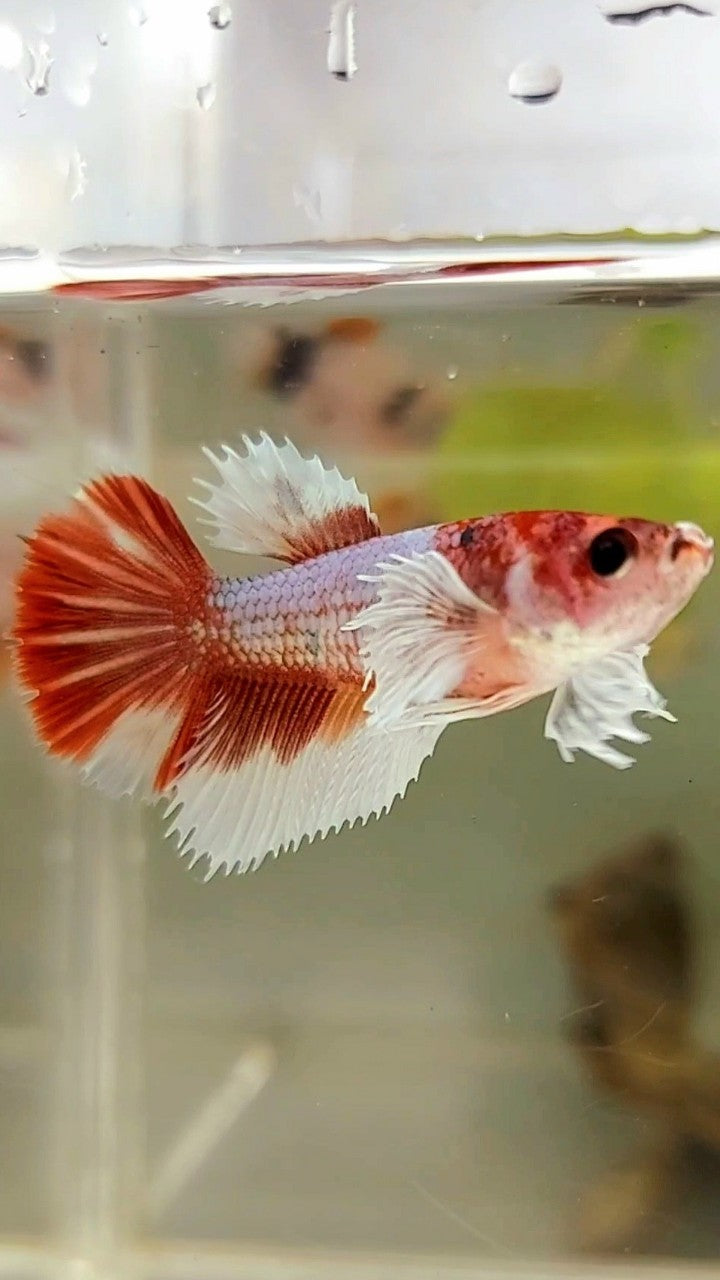 WEIBLICHER HALFMOND-DUMBO-OHR-ROTER MEHRFARBIGER BETTA-FISCH