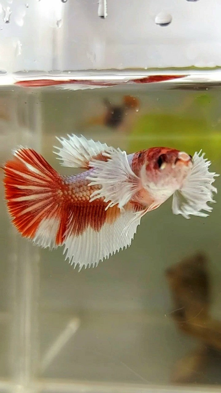 WEIBLICHER HALFMOND-DUMBO-OHR-ROTER MEHRFARBIGER BETTA-FISCH