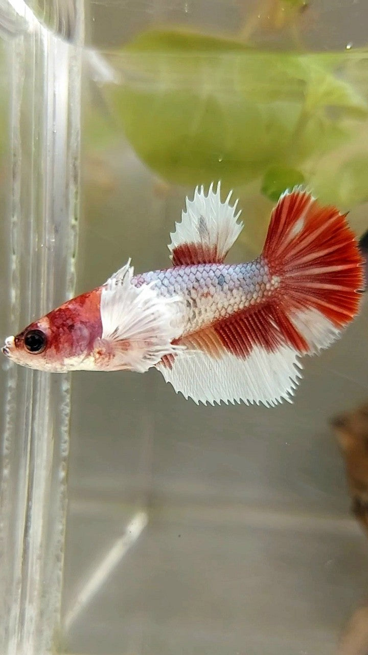 WEIBLICHER HALFMOND-DUMBO-OHR-ROTER MEHRFARBIGER BETTA-FISCH