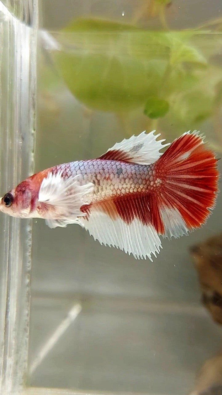 WEIBLICHER HALFMOND-DUMBO-OHR-ROTER MEHRFARBIGER BETTA-FISCH