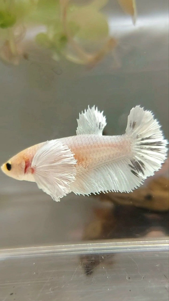 FEMALE HALFMOON DUMBO EAR WHITE COPPER BETTA FISH