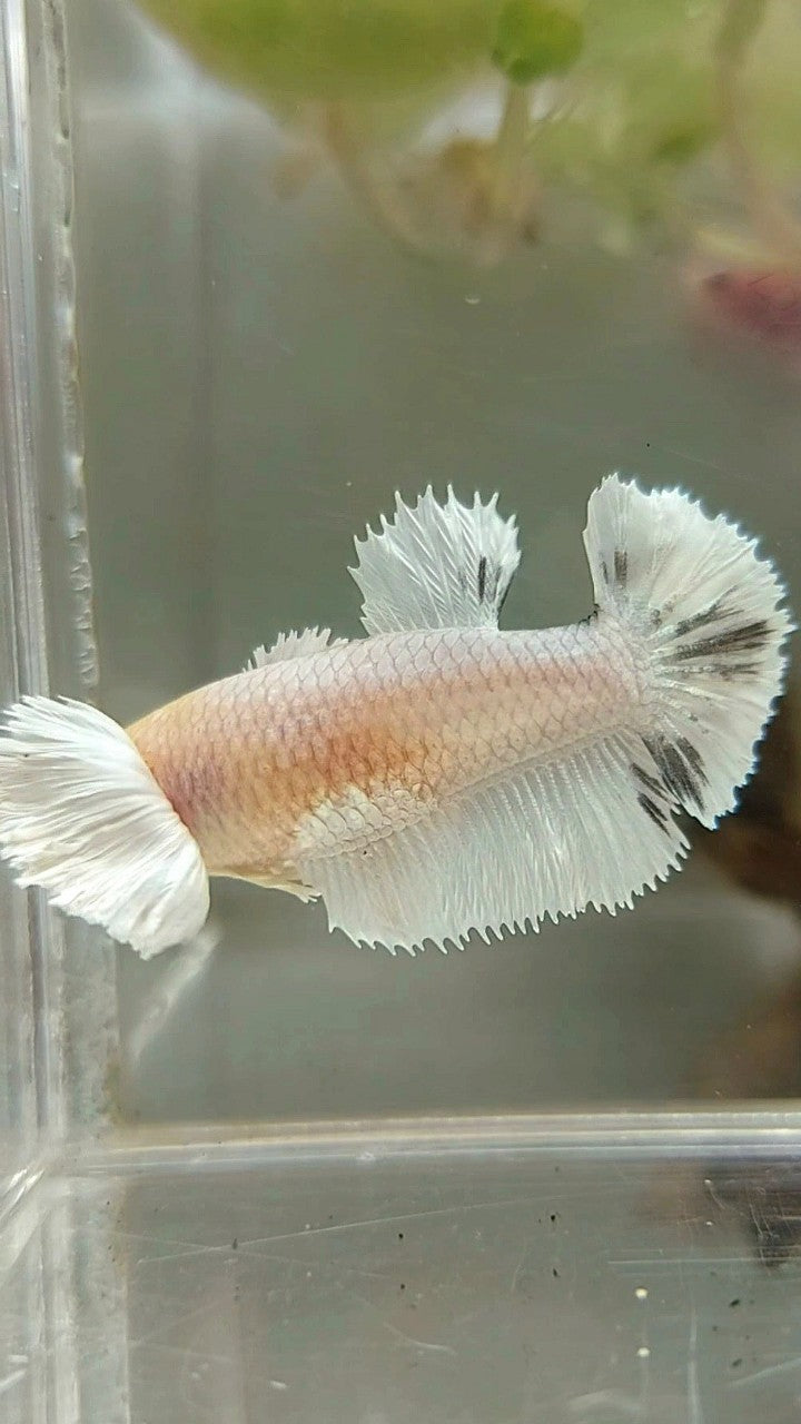 FEMALE HALFMOON DUMBO EAR WHITE COPPER BETTA FISH