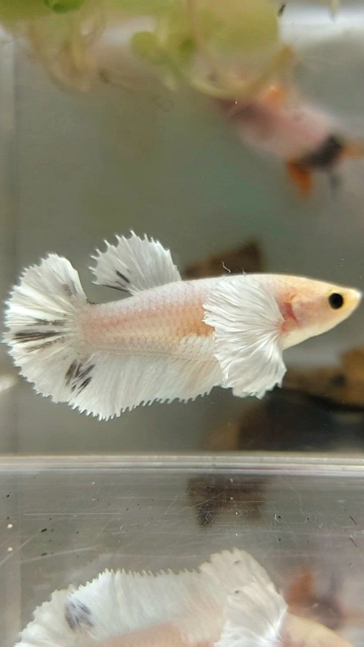 FEMALE HALFMOON DUMBO EAR WHITE COPPER BETTA FISH