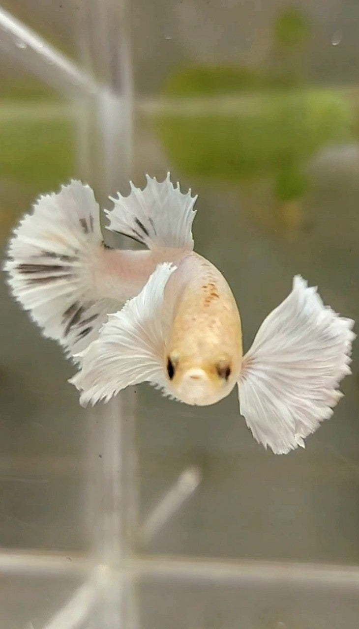 FEMALE HALFMOON DUMBO EAR WHITE COPPER BETTA FISH