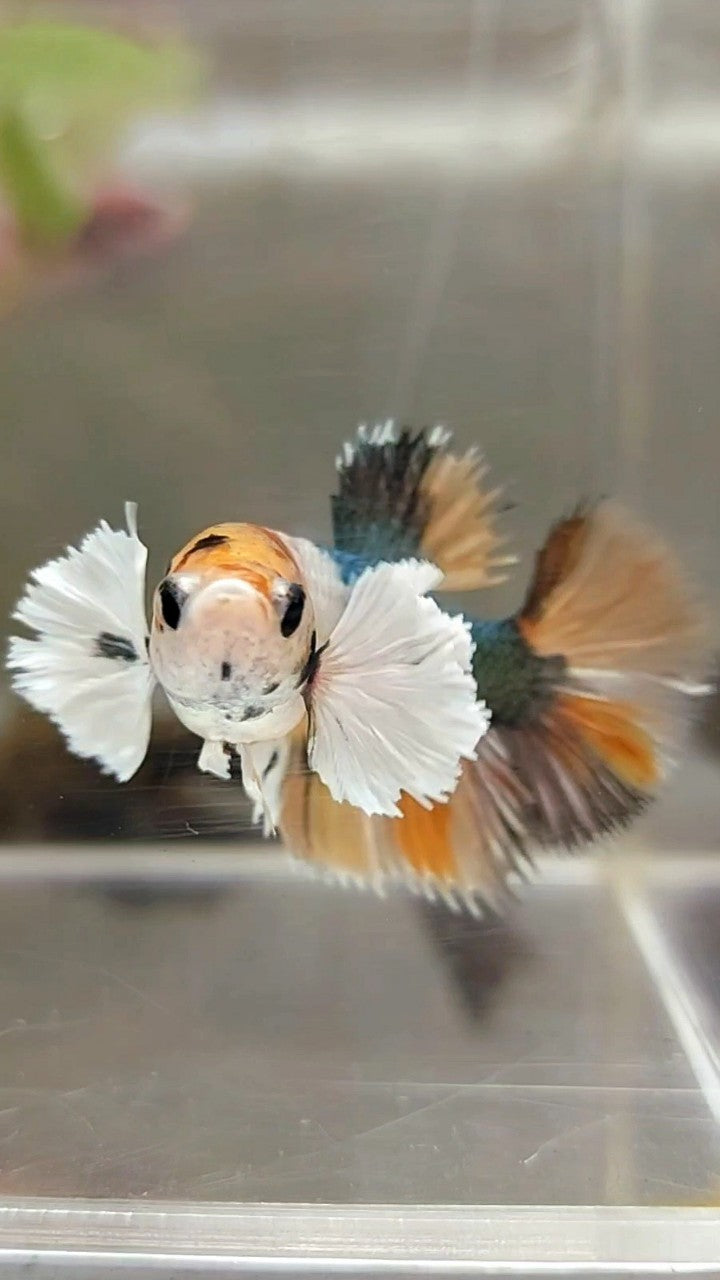 FEMALE HALFMOON DUMBO EAR YELLOW COPPER MULTICOLOR BETTA FISH