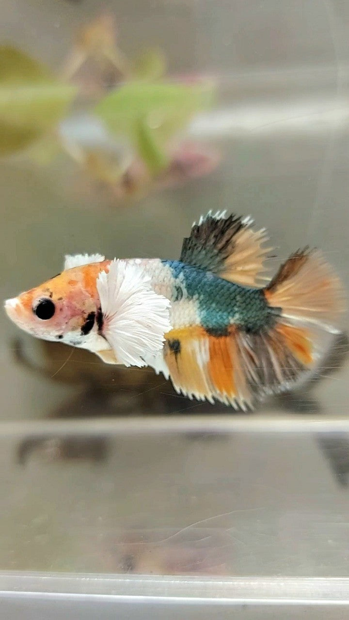 FEMALE HALFMOON DUMBO EAR YELLOW COPPER MULTICOLOR BETTA FISH