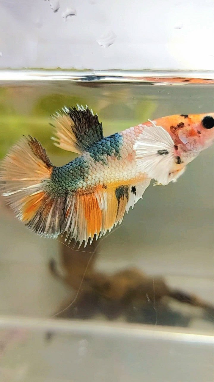 FEMALE HALFMOON DUMBO EAR YELLOW COPPER MULTICOLOR BETTA FISH