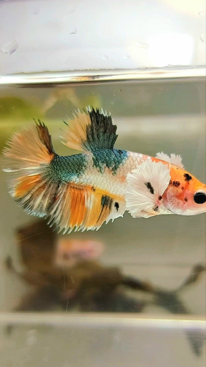 FEMALE HALFMOON DUMBO EAR YELLOW COPPER MULTICOLOR BETTA FISH