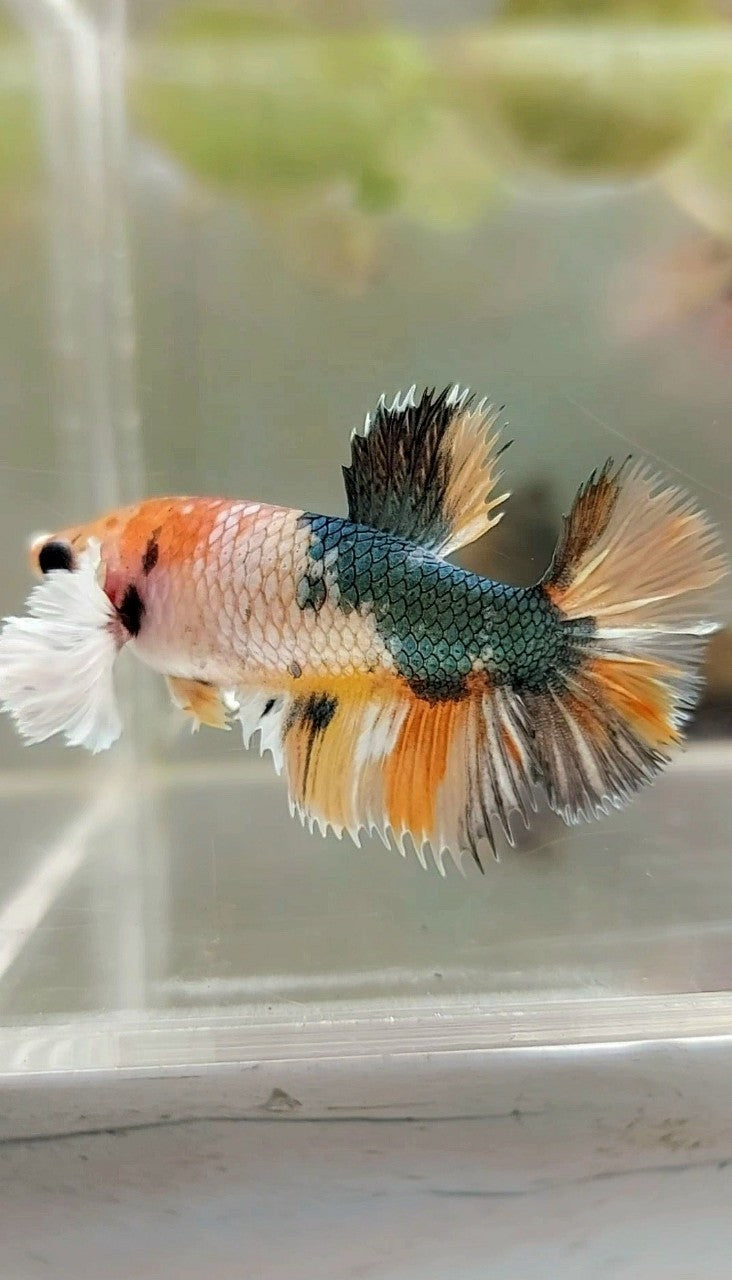 FEMALE HALFMOON DUMBO EAR YELLOW COPPER MULTICOLOR BETTA FISH