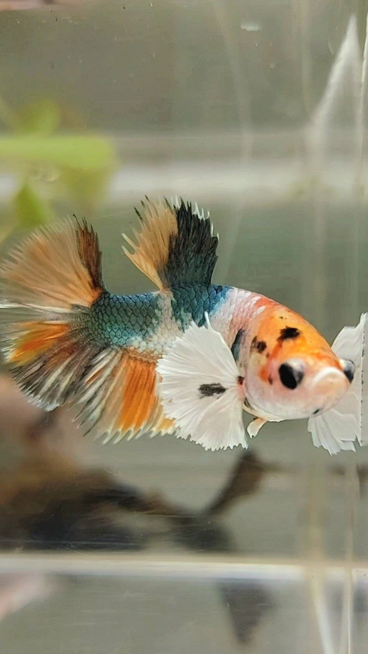 FEMALE HALFMOON DUMBO EAR YELLOW COPPER MULTICOLOR BETTA FISH