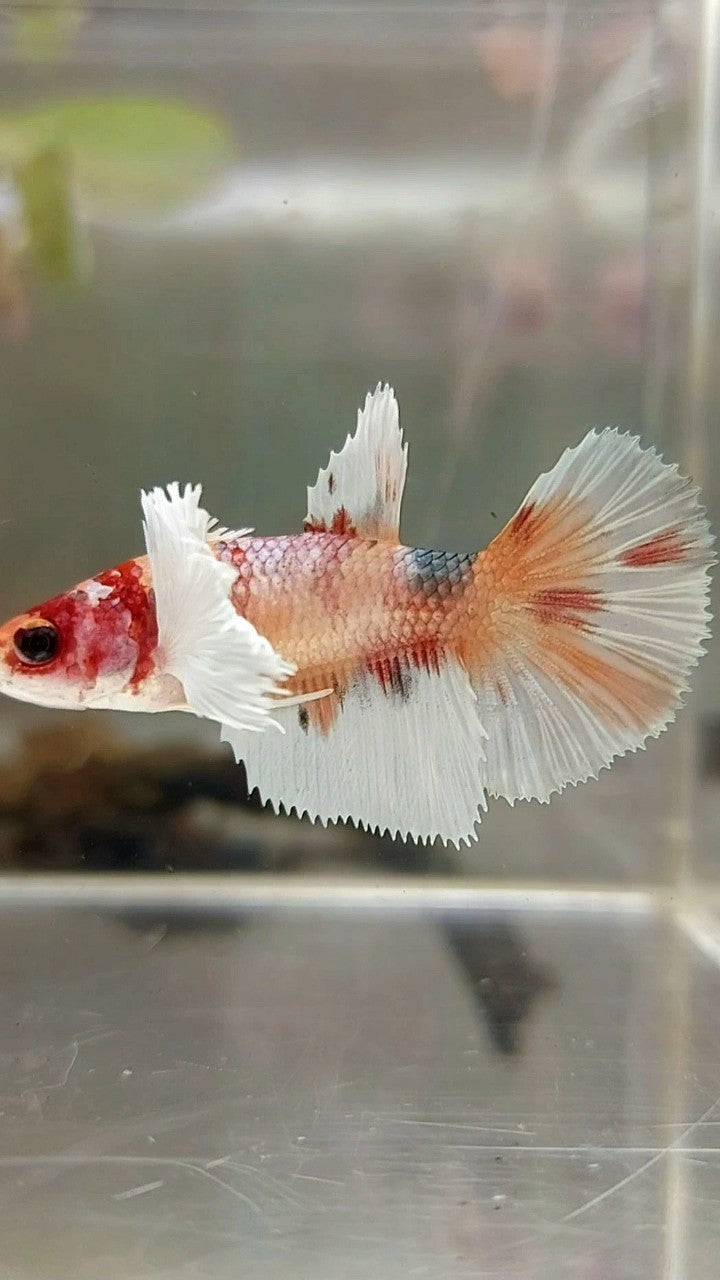 WEIBLICHER HALFMOND-DUMBO-OHR-ORANGE-KUPFER-MEHRFARBIGER BETTA-FISCH