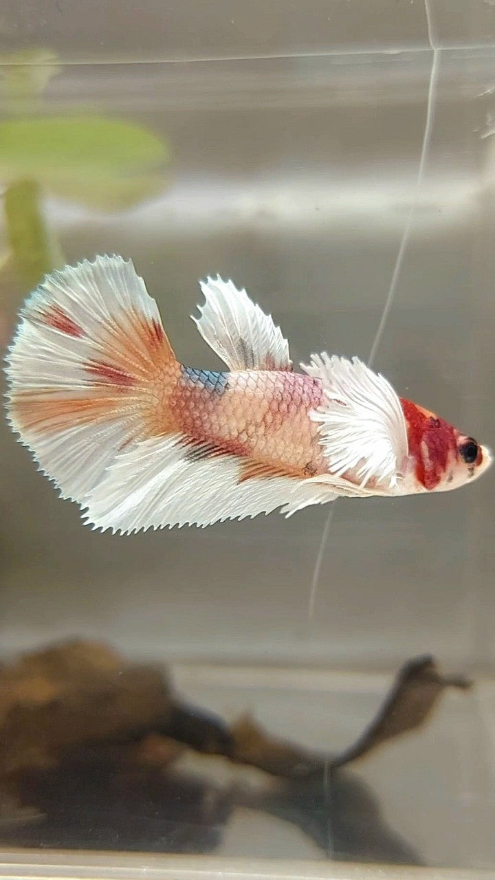 WEIBLICHER HALFMOND-DUMBO-OHR-ORANGE-KUPFER-MEHRFARBIGER BETTA-FISCH