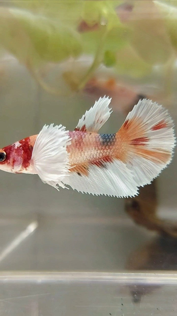 WEIBLICHER HALFMOND-DUMBO-OHR-ORANGE-KUPFER-MEHRFARBIGER BETTA-FISCH